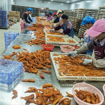 红薯干源头基地加工厂，广西桂林红薯干加工厂小香薯紫薯大量