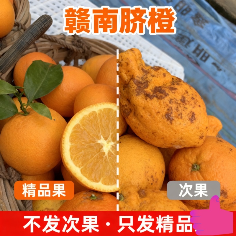 江西赣南脐橙，赣州橙子一件代发寻乌产地直发正宗新鲜