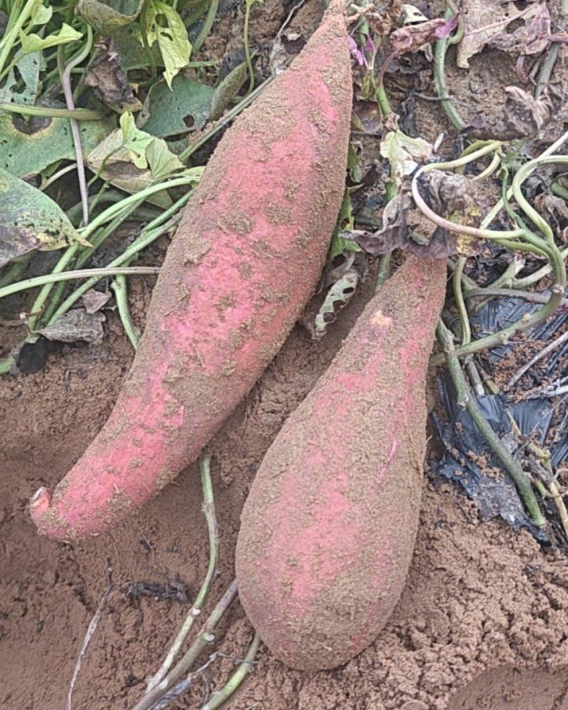 红薯西瓜红