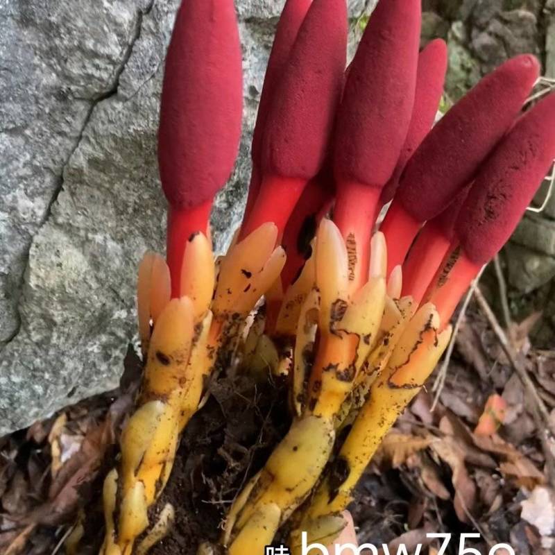 中华中药库秦岭富硒深山纯野生回春草
