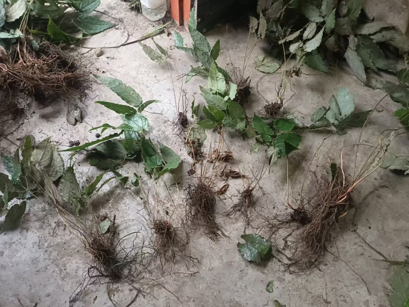 柔毛淫羊藿种苗