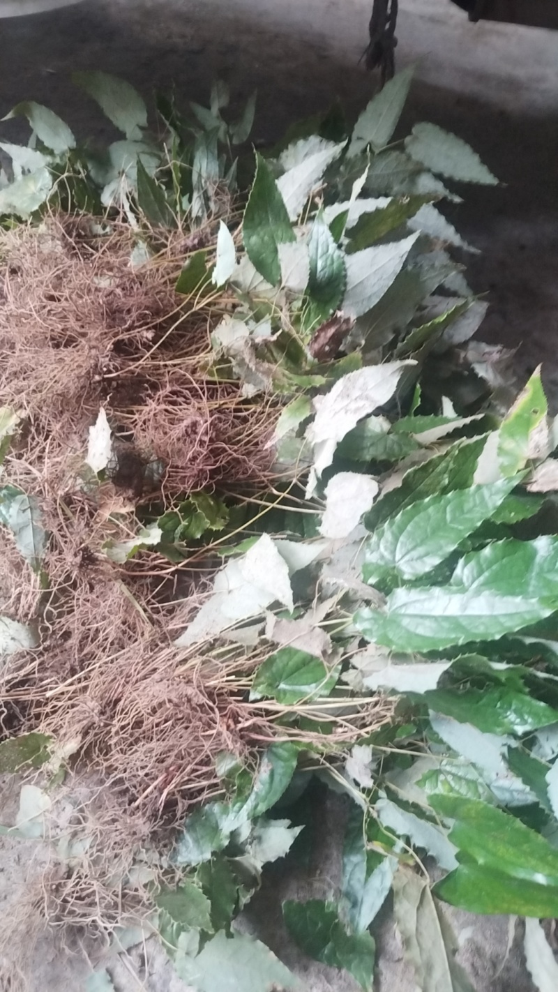 柔毛淫羊藿种苗