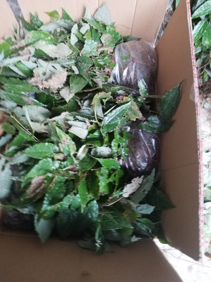 柔毛淫羊藿种苗