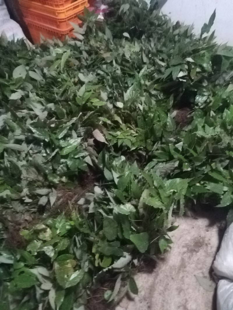 柔毛淫羊藿种苗