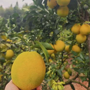 纽荷尔脐橙