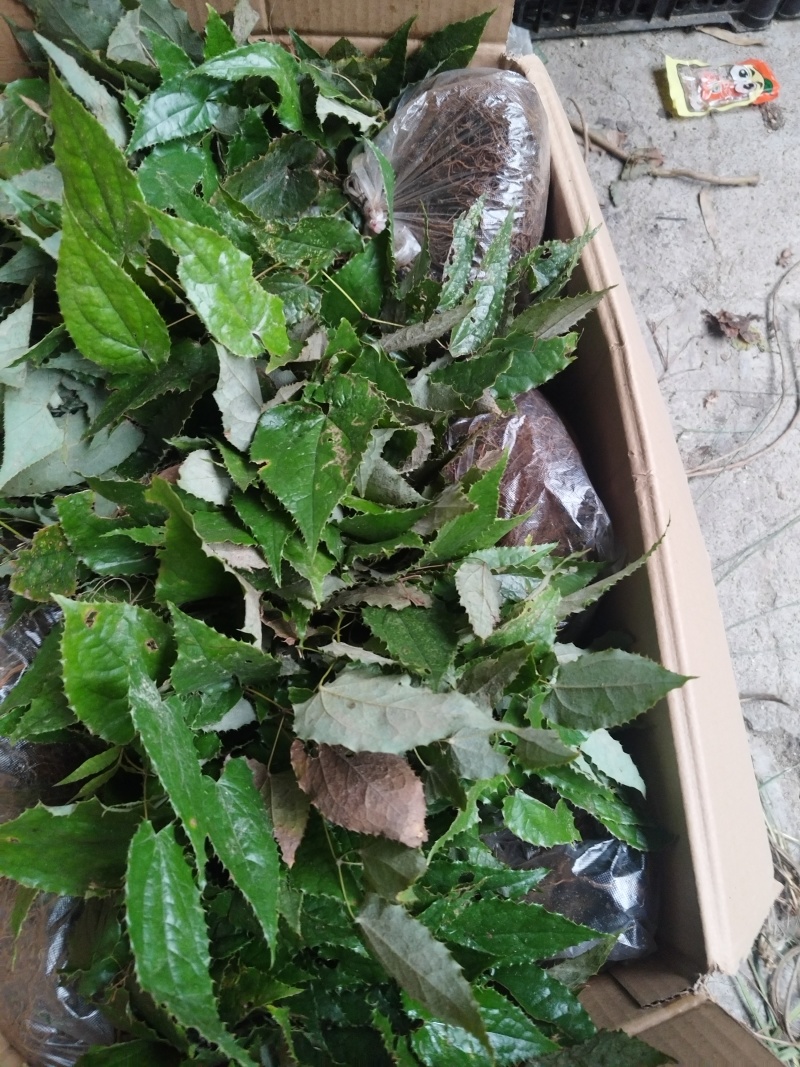 柔毛淫羊藿种苗