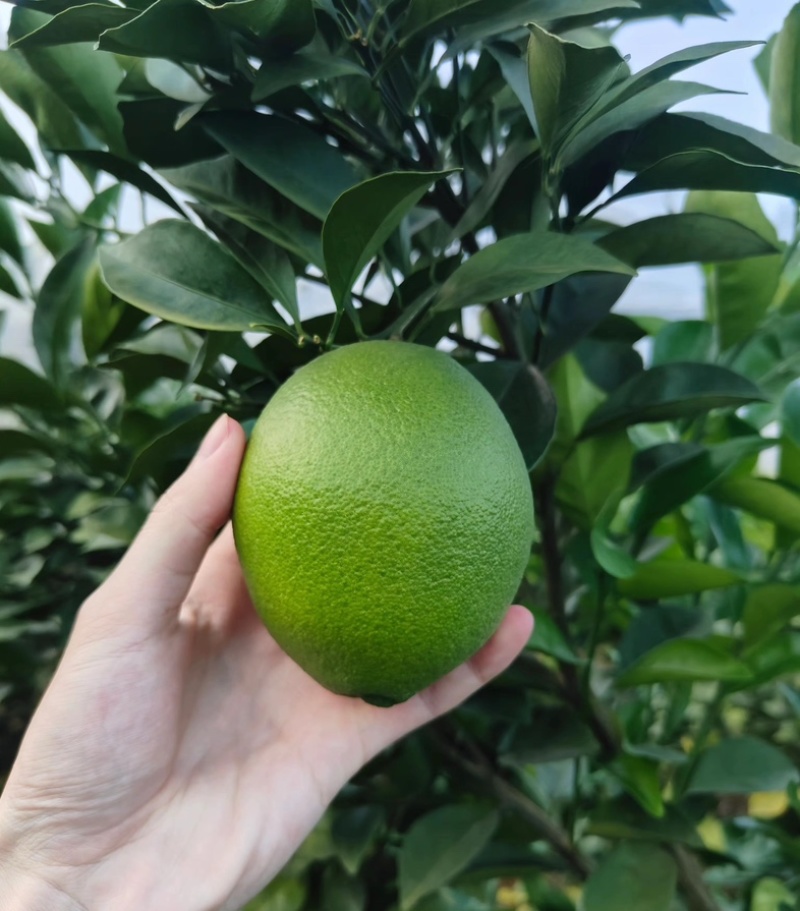 纽荷尔脐橙