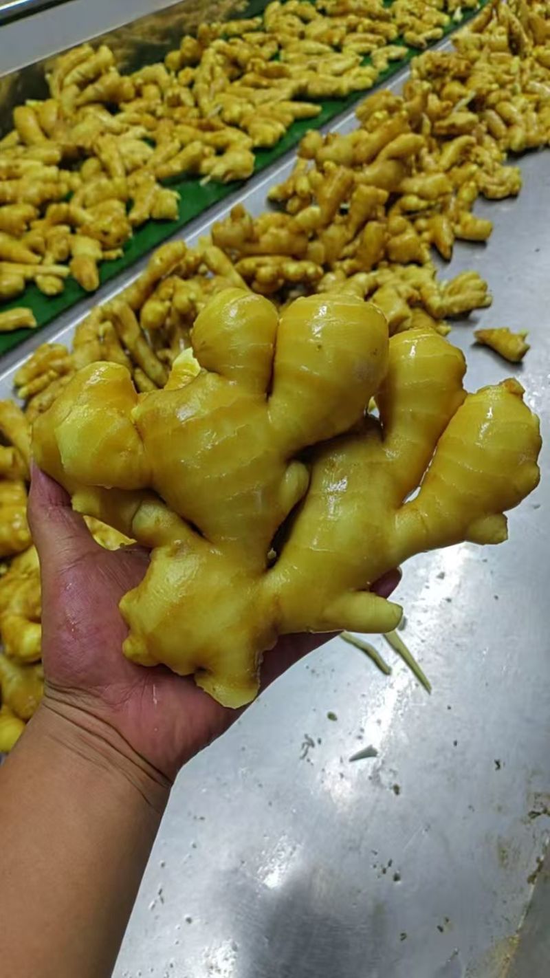 大黄姜批发《泥姜水洗姜风干姜》随到随装/供市场，商电全国