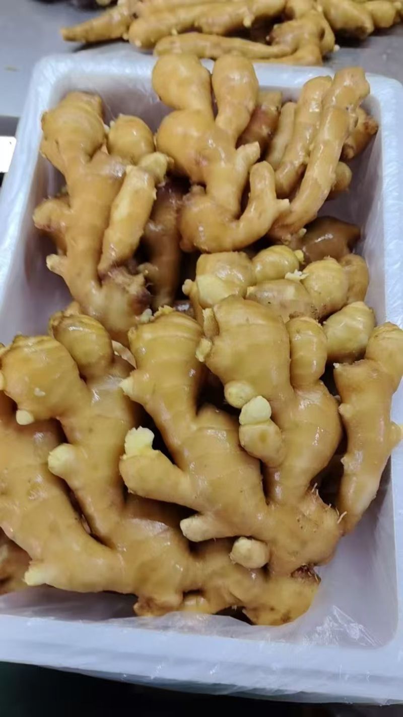 大黄姜批发《泥姜水洗姜风干姜》随到随装/供市场，商电全国