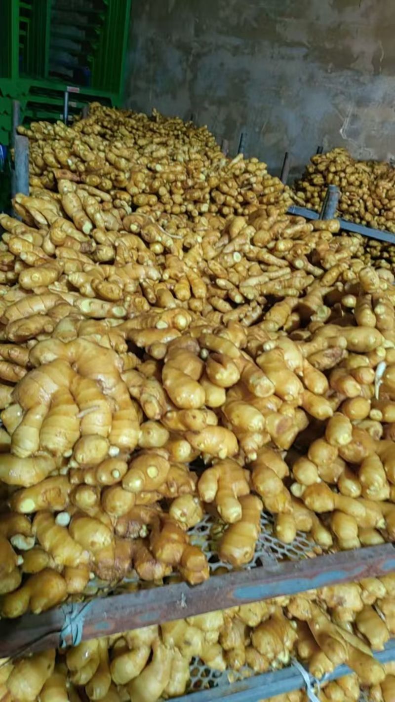 大黄姜批发《泥姜水洗姜风干姜》随到随装/供市场，商电全国