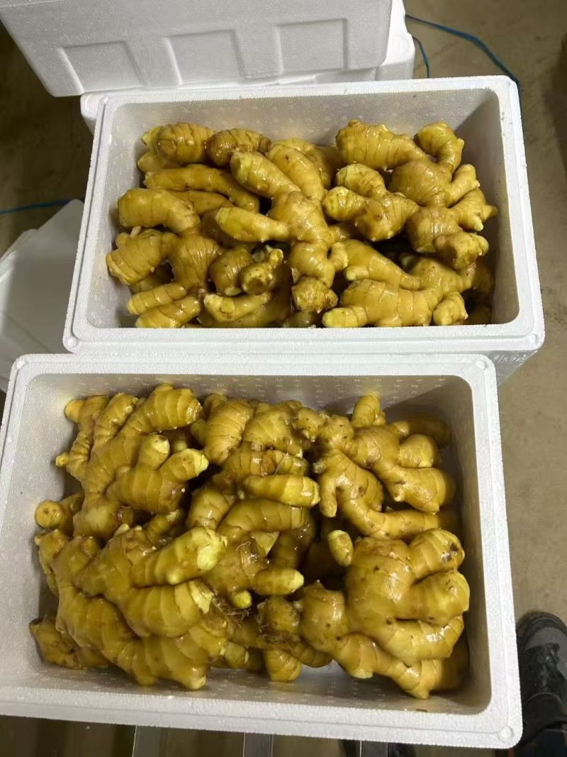 大黄姜批发《泥姜水洗姜风干姜》随到随装/供市场，商电全国
