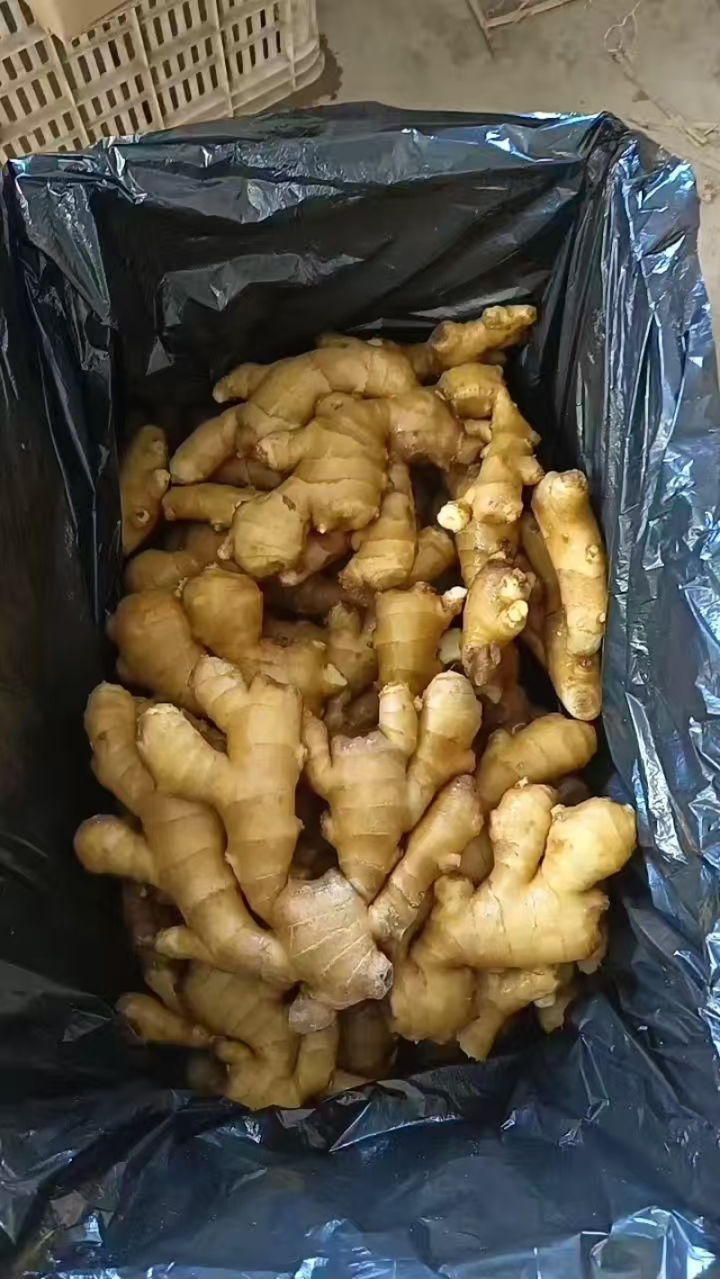 大黄姜批发《泥姜水洗姜风干姜》随到随装/供市场，商电全国