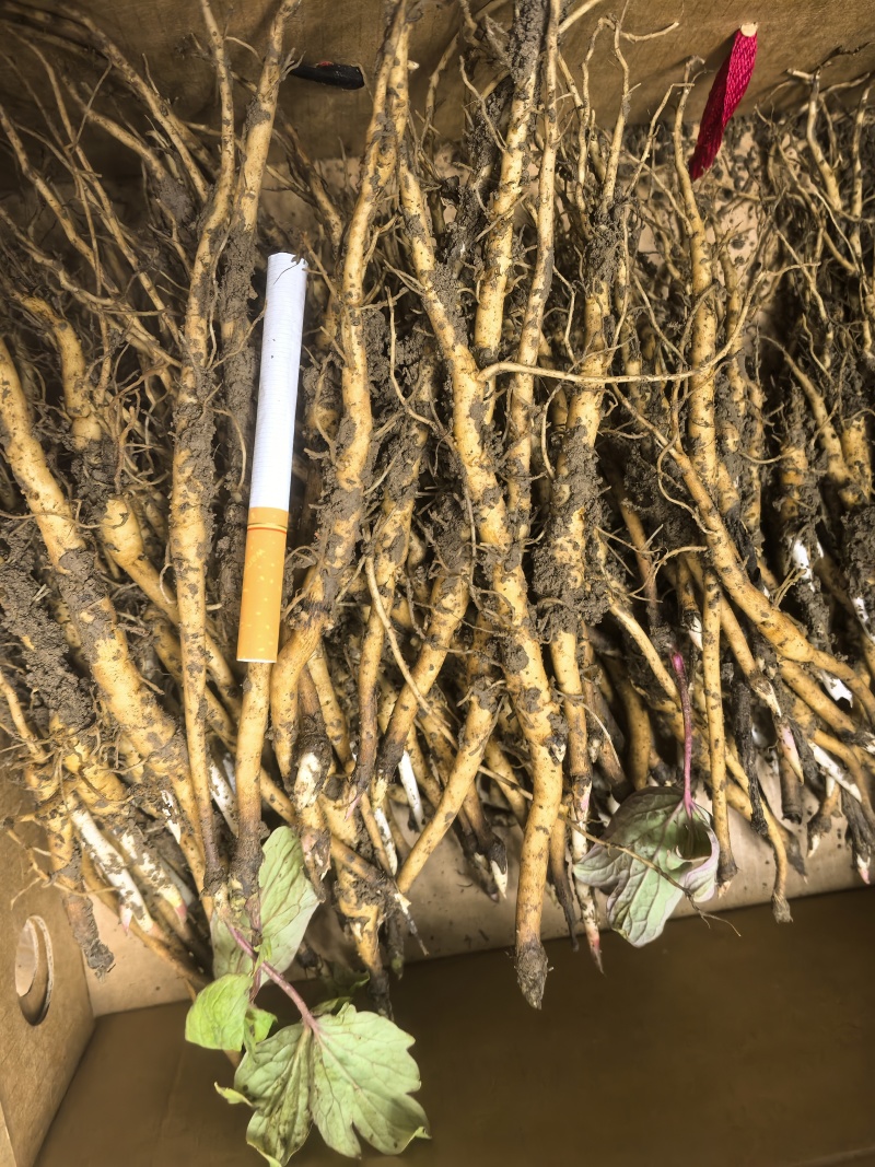 自己家培育的牡丹苗有需要的联系