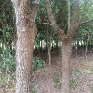 售卖10~15公分樟树
