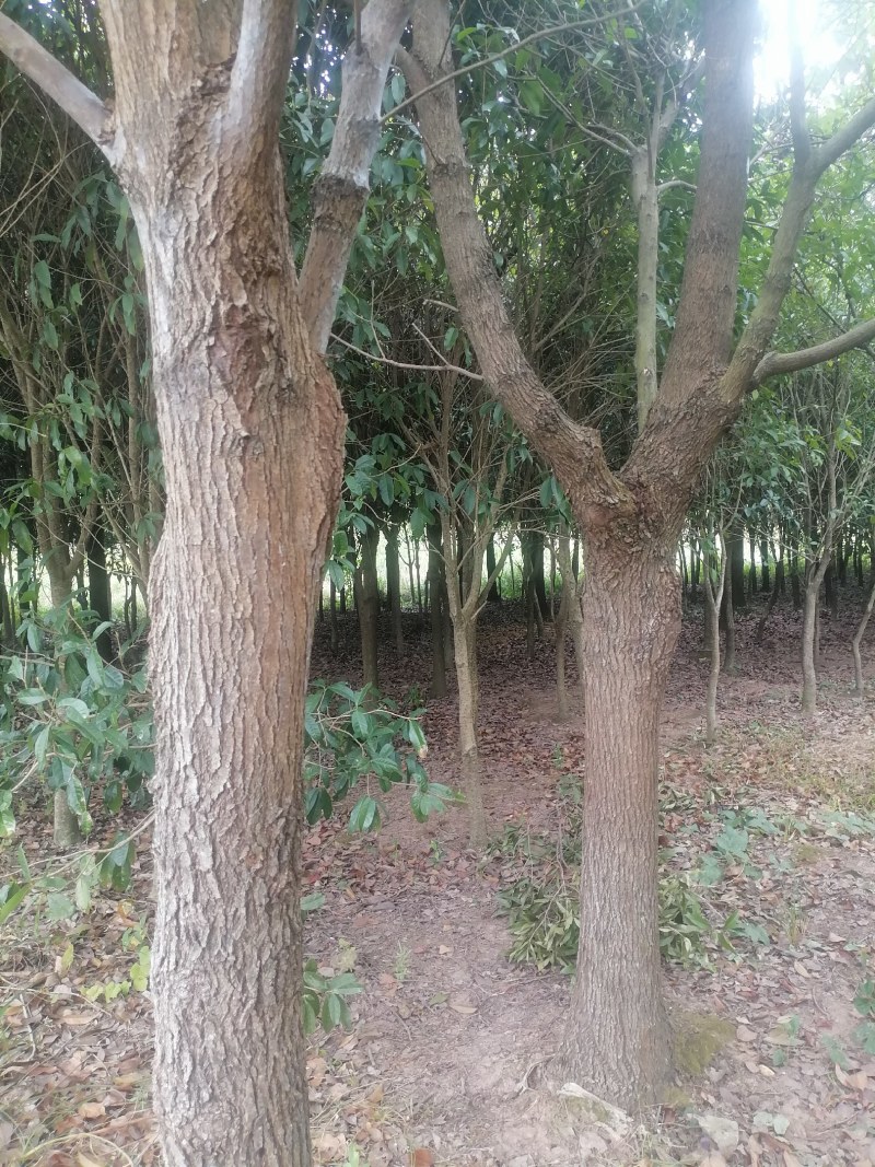 售卖10~15公分樟树