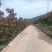 新泰甜红子山楂发源地