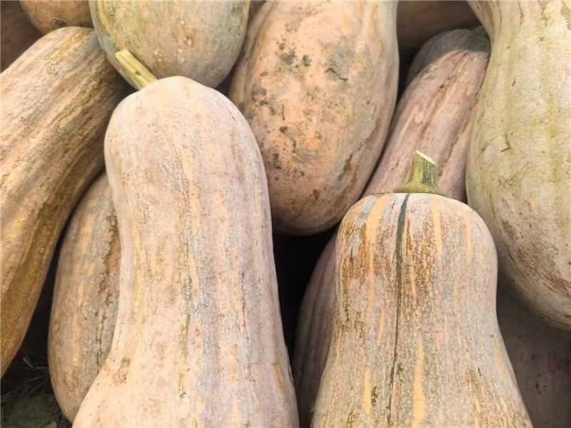 精品蜜本南瓜产地直发一手货源质量保证全国发货