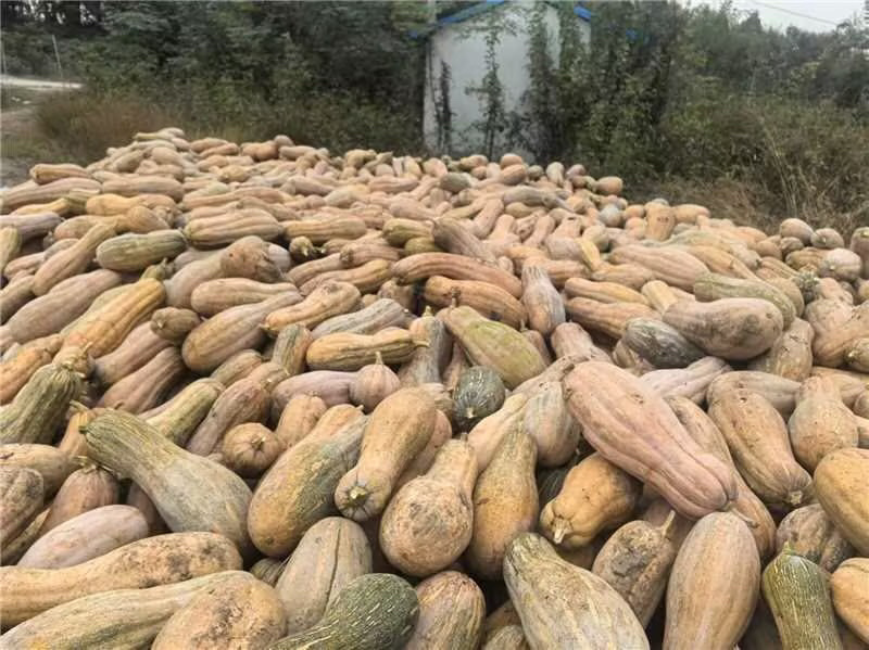 精品蜜本南瓜产地直发一手货源质量保证全国发货