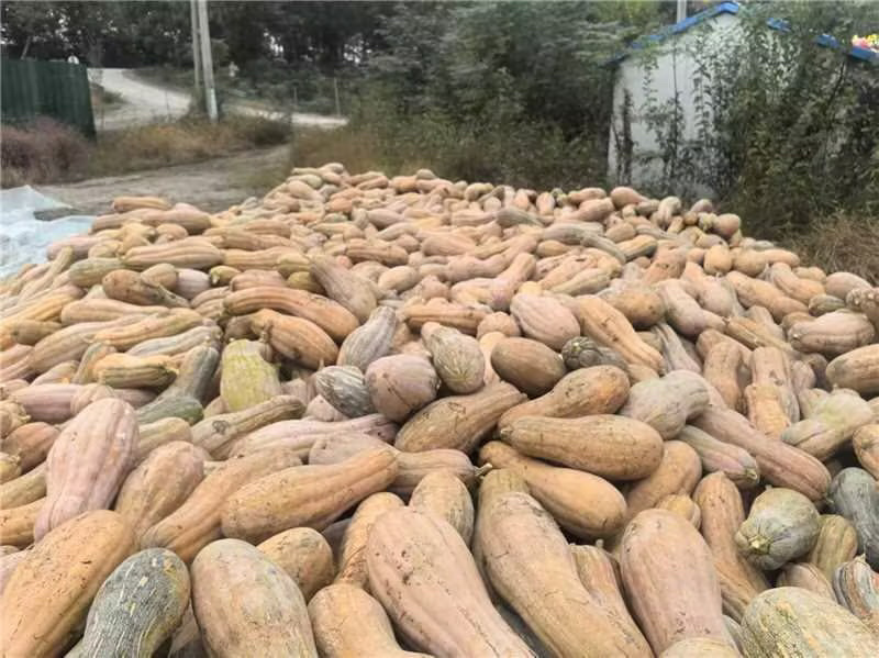 精品蜜本南瓜产地直发一手货源质量保证全国发货