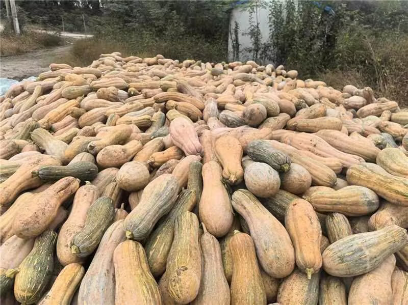 精品蜜本南瓜产地直发一手货源质量保证全国发货