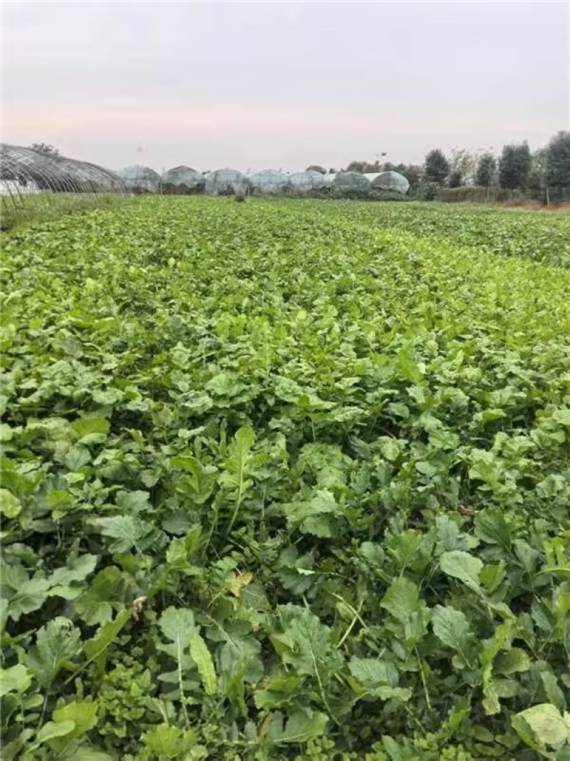 安徽精品红皮萝卜一手货源量大从优可视频看货