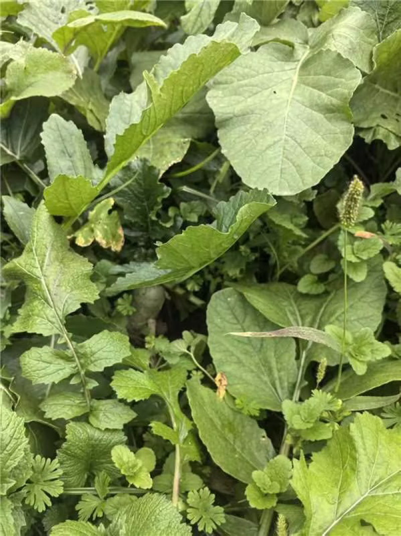 安徽精品红皮萝卜一手货源量大从优可视频看货