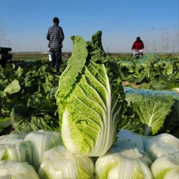 【推荐】湖北白菜一手货源供应市场商超电商量大价优