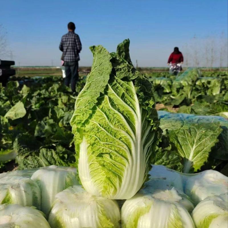 【推荐】湖北白菜一手货源供应市场商超电商量大价优