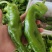 沃来采301青椒中厚皮泡椒食堂市场电商**量大
