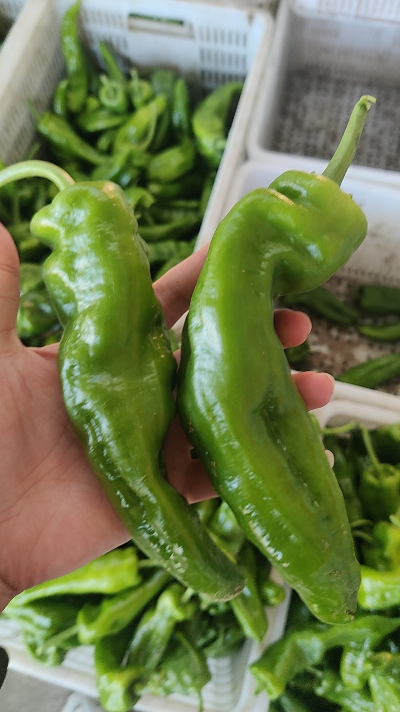 沃来采301青椒中厚皮泡椒食堂市场电商**量大