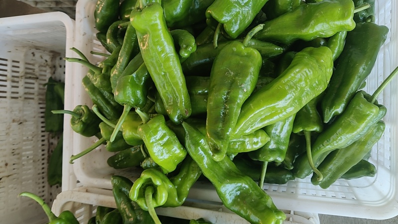 沃来采301青椒中厚皮泡椒食堂市场电商**量大