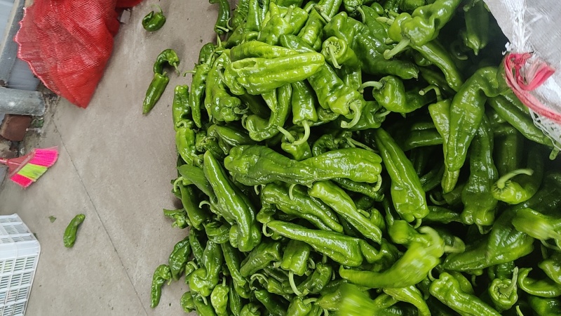 沃来采301青椒中厚皮泡椒食堂市场电商**量大