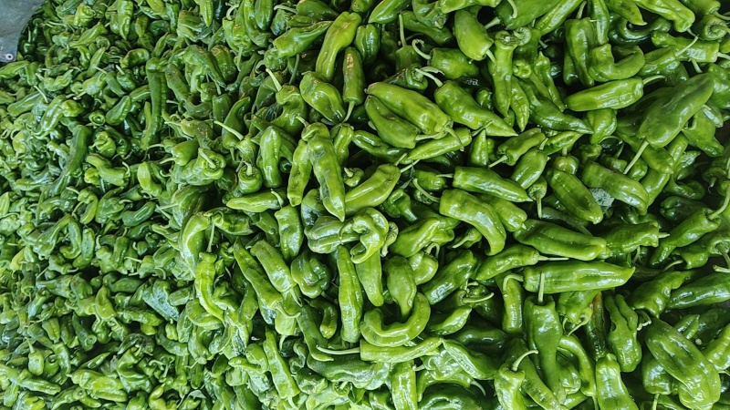 沃来采301青椒中厚皮泡椒食堂市场电商**量大