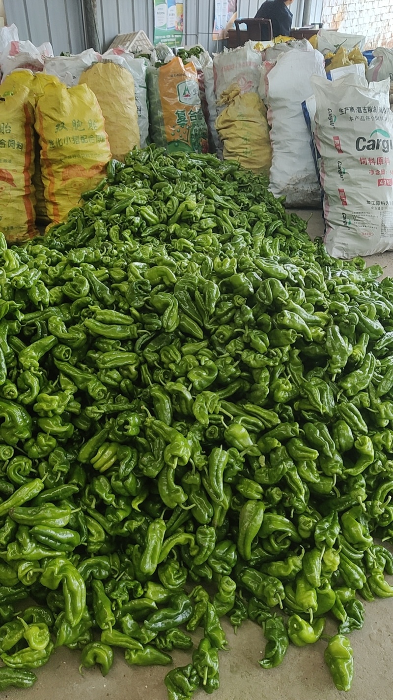 沃来采301青椒中厚皮泡椒食堂市场电商**量大