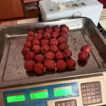 山楂—大五棱