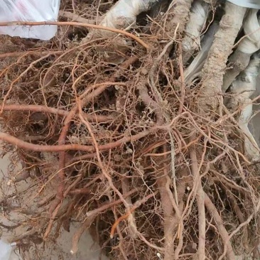 俄矮2号花牛树苗