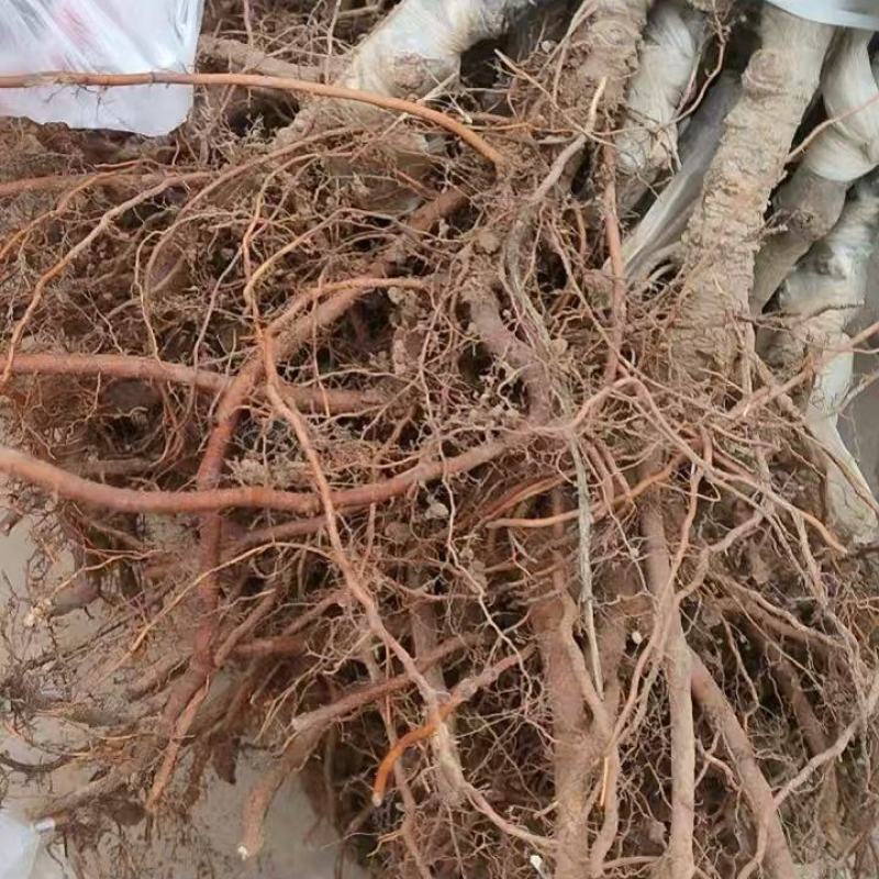 俄矮2号花牛树苗