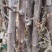 俄矮2号花牛树苗