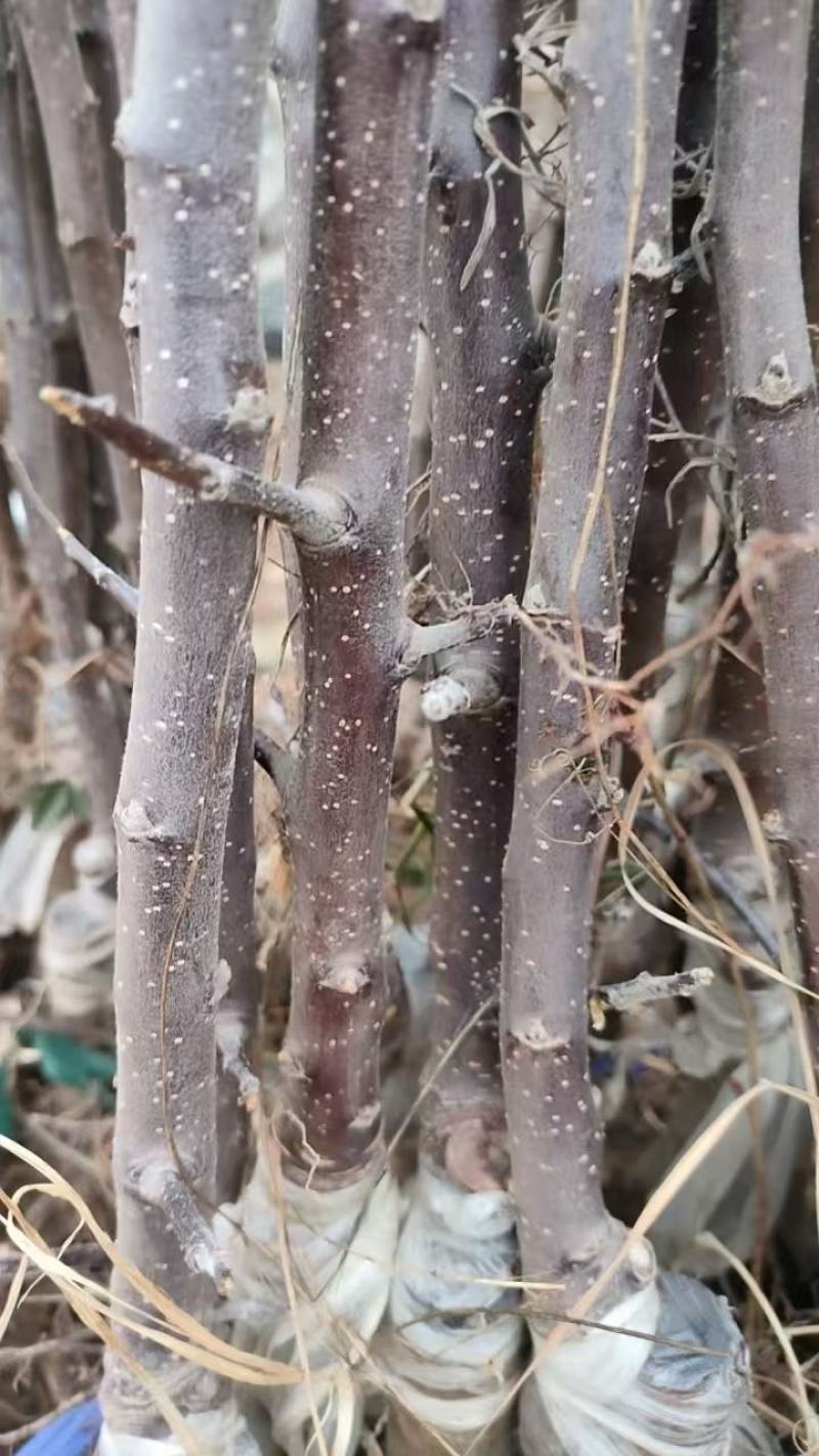 俄矮2号花牛树苗