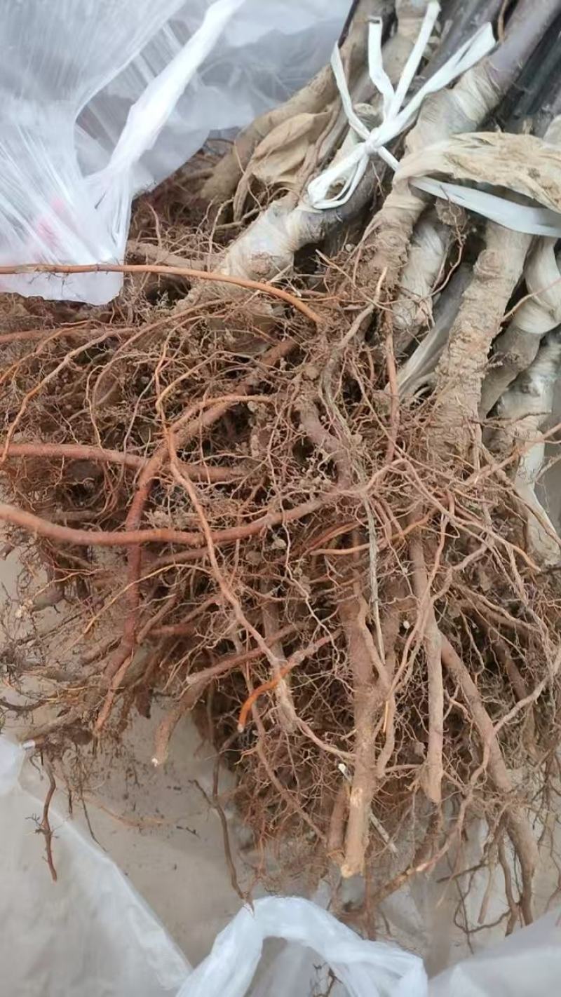俄矮2号花牛树苗