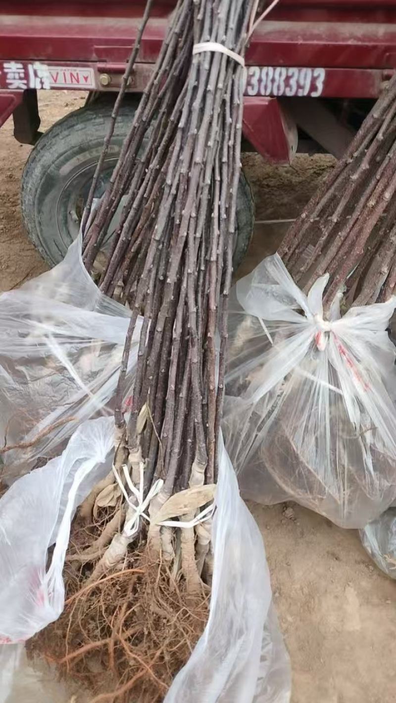 俄矮2号花牛树苗