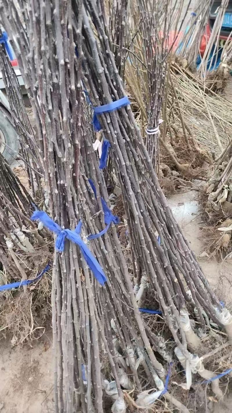 俄矮2号花牛树苗