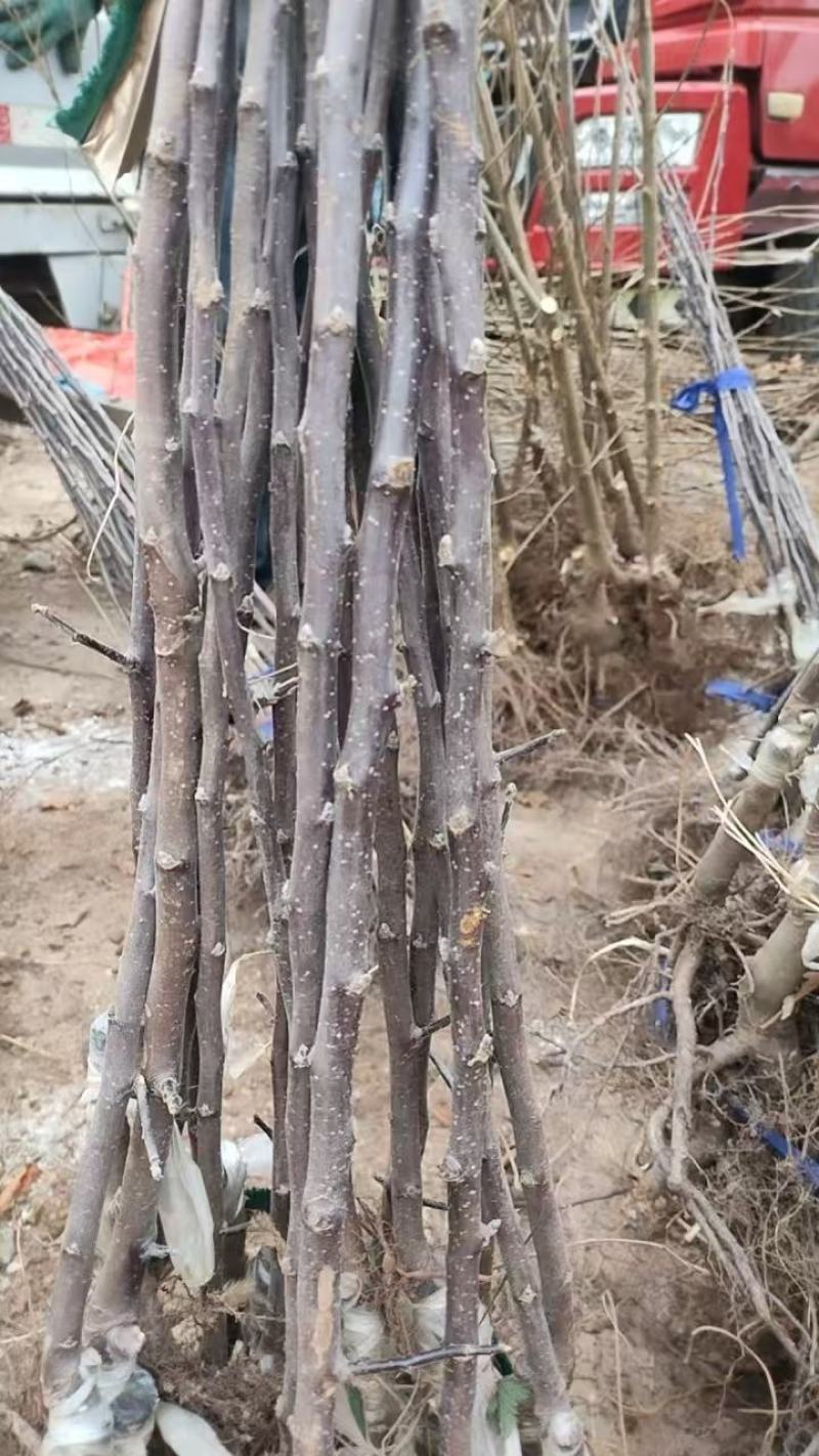 俄矮2号花牛树苗
