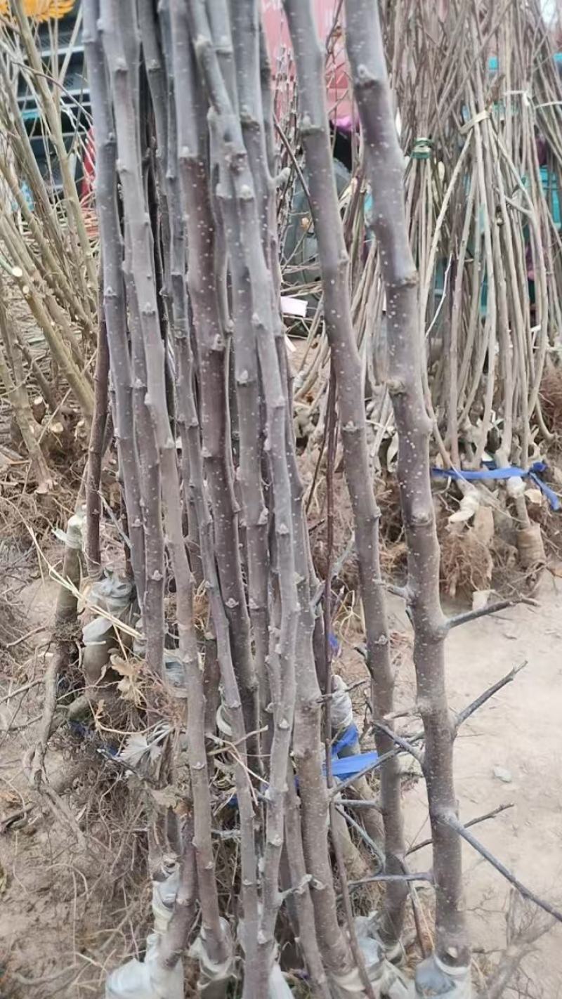 俄矮2号花牛树苗