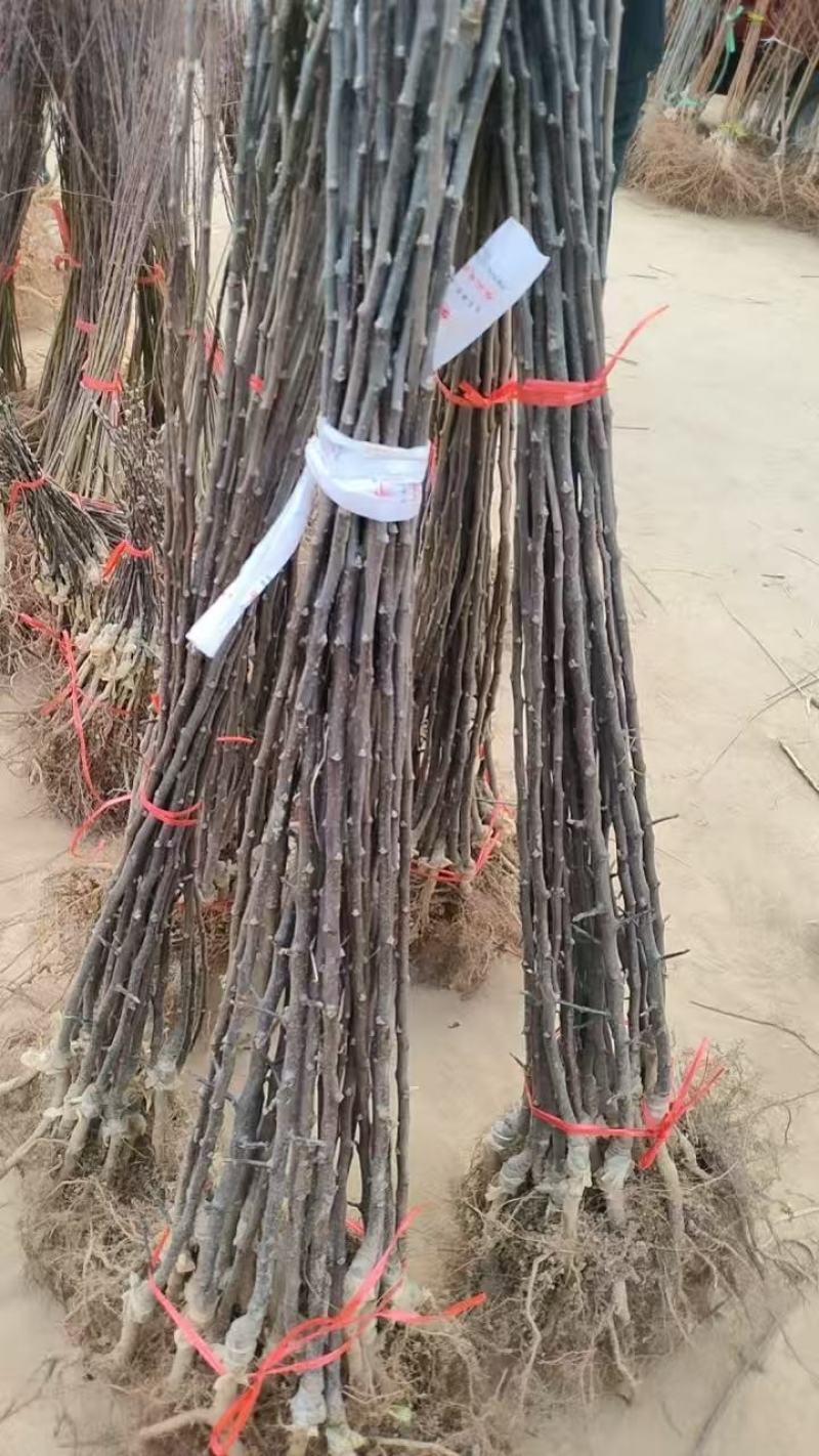 俄矮2号花牛树苗