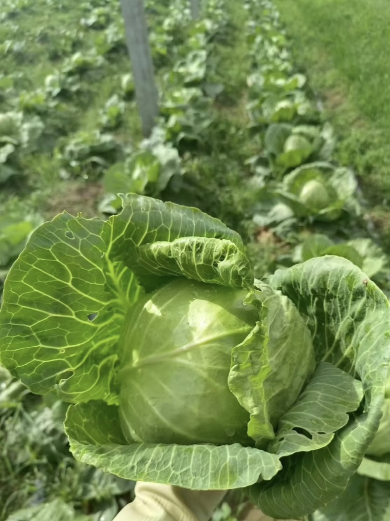 大量供应甘蓝，新鲜采摘，河北产地直发，量大从优