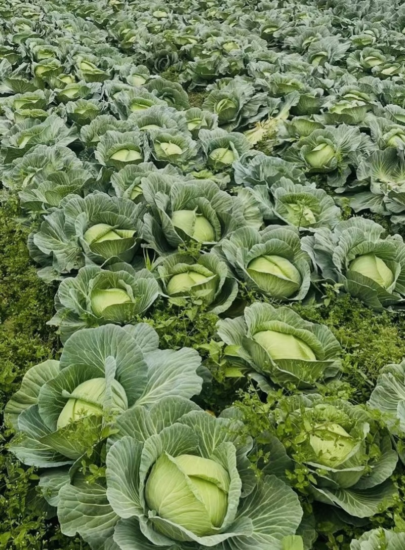 大量供应甘蓝，新鲜采摘，河北产地直发，量大从优