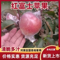 冠县红富士苹果大量现货，欢迎市场批发，电商团购平台等合作