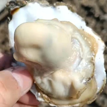 精品生蚝，一手货源，产地直发，成信经营，蚝个很大，肥度高