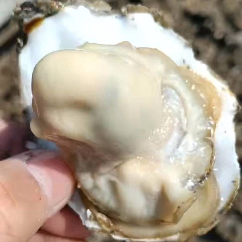 精品生蚝，一手货源，产地直发，成信经营，蚝个很大，肥度高
